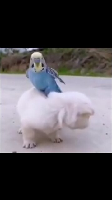 Cute puppy _heart_️dog _kissing_heart