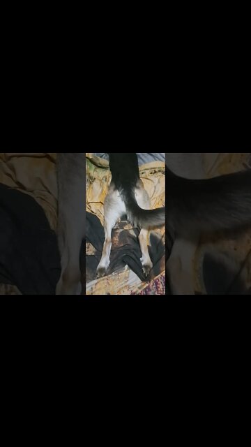 Ramdom Maple Moment #3 #shorts #doggo #dogmeme