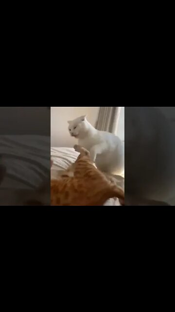 Cats meowing Video #kittens #cutecat #youtubeshorts #funnycats #catsmeowing