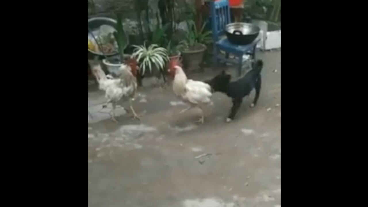 PEACEMAKING DOG SAVES CHICKEN