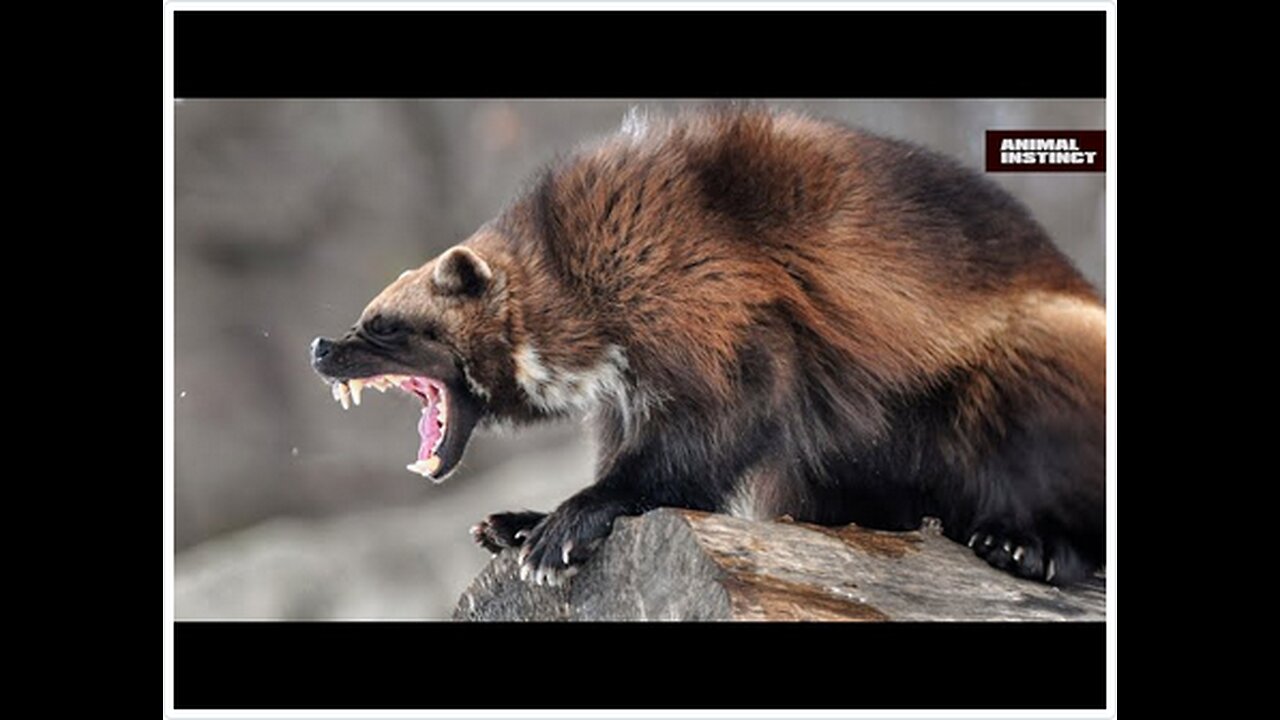 Wolverine is the most fearless animal