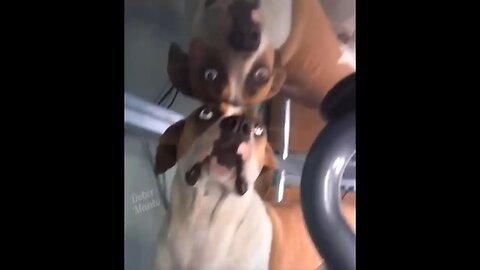 funny animal video 🤣😂 funnu