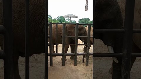 Elephants are sensitive too!