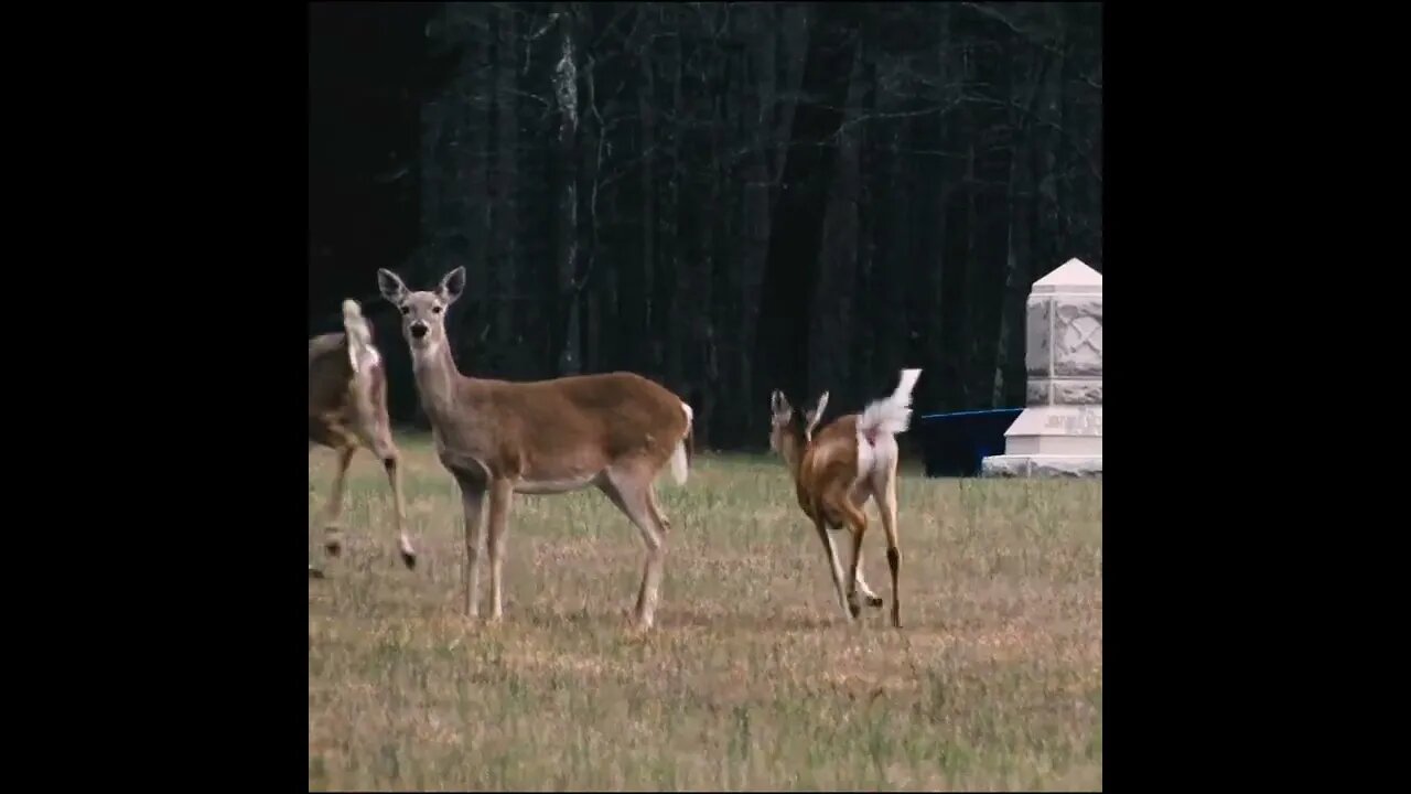 Deer in Georgia