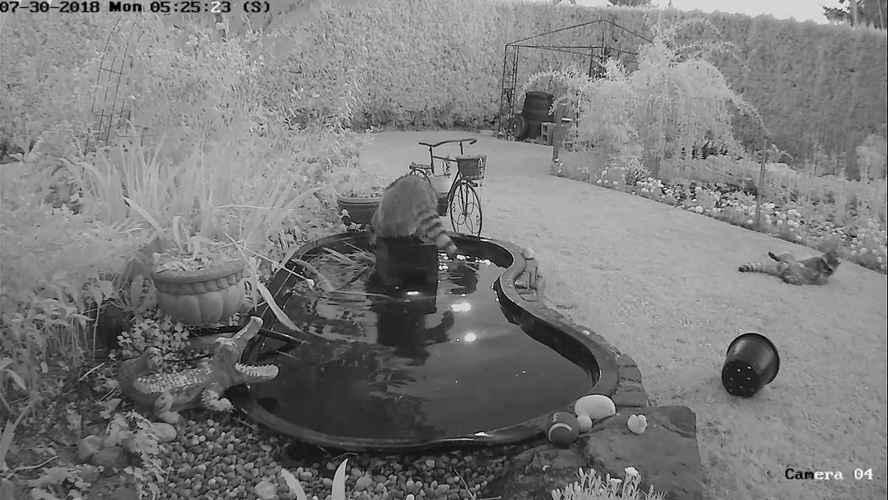 Playful Raccoons Turn Backyard Pond Into Social Hangout