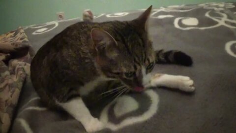 Don't Bother Me While I Wash My Fur