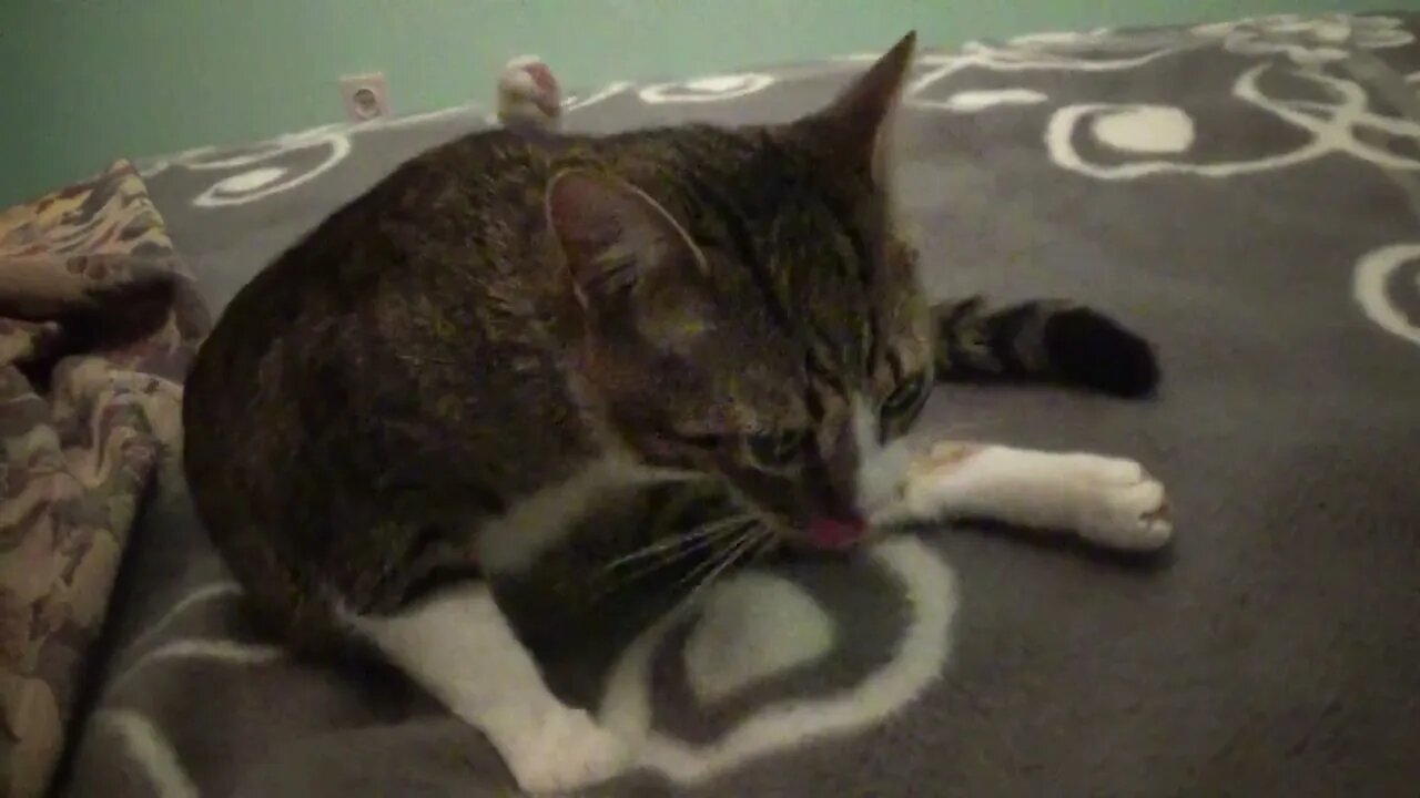 Don't Bother Me While I Wash My Fur