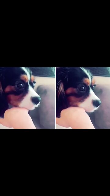 Super cute puppy hilariously follows song’s command