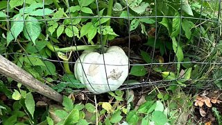 Pumpkins in a Tree and Pruning