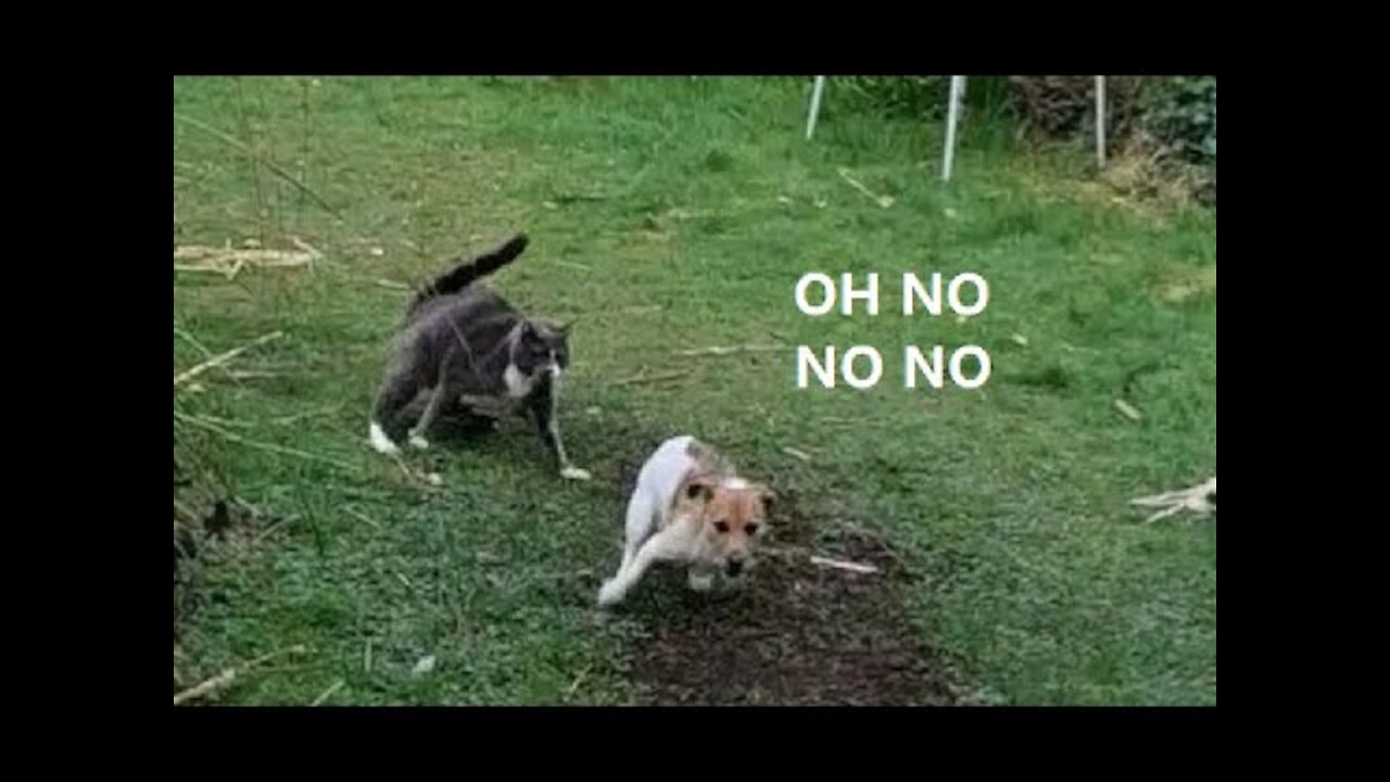 Bingo's cat encounter compilation