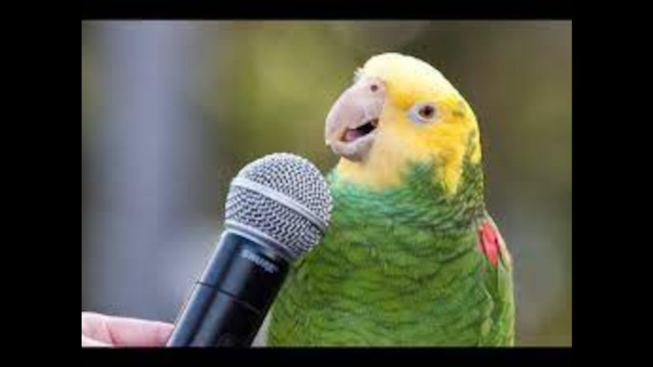 Talking parrot / Parrot talk everything you want