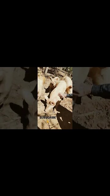 Feed the beast or be dinner #pig #feeding #pets