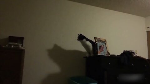 The Ultimate Cat vs Dog Showdown. #funny video. Try not to laugh challenge
