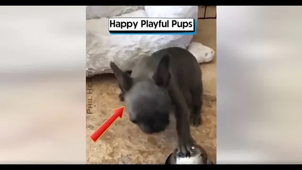 Happy Playful Pups