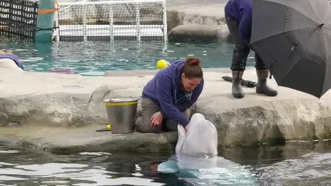 Beluga Whales feeding at Mystic Aquarium