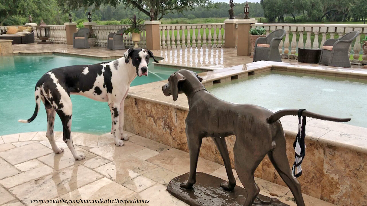 Great Dane Enjoys Gentle Florida Sunset Rain With Bronze Dog