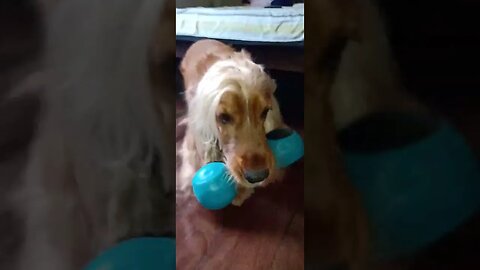 #dogshow, #amimals, #dogs, #shorts