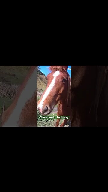 Cute chestnut brumby ❤️