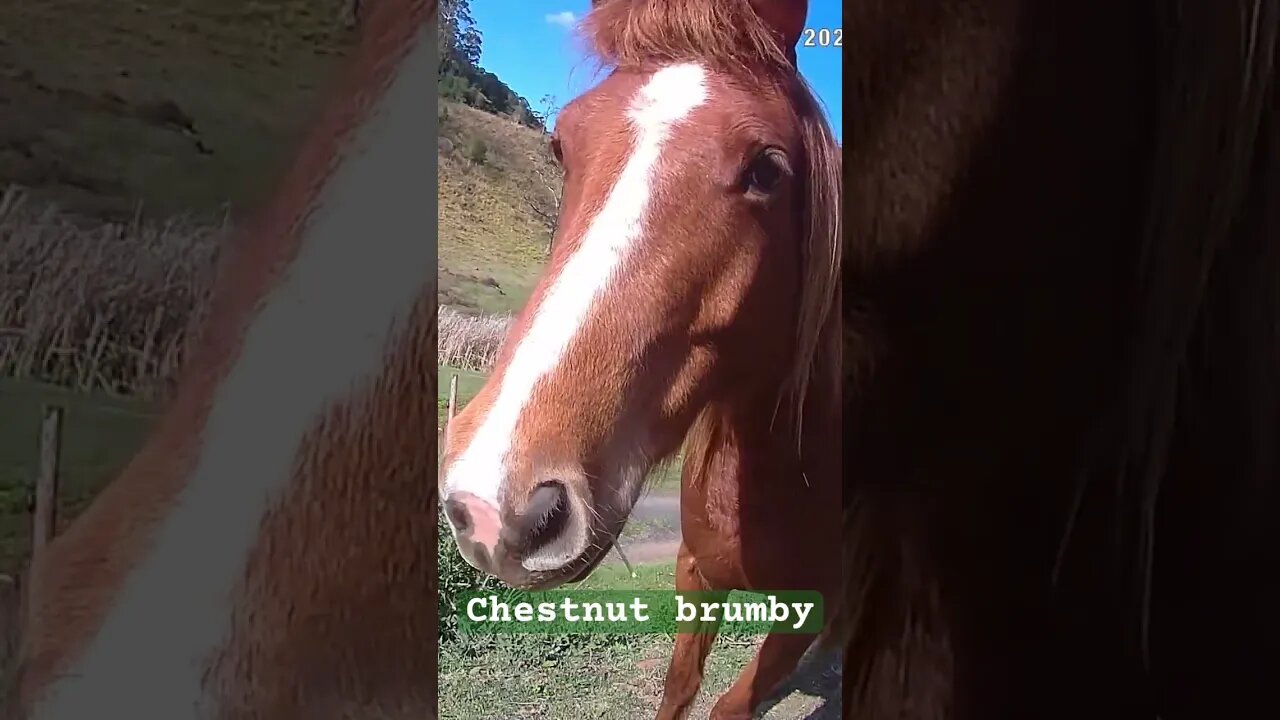 Cute chestnut brumby ❤️