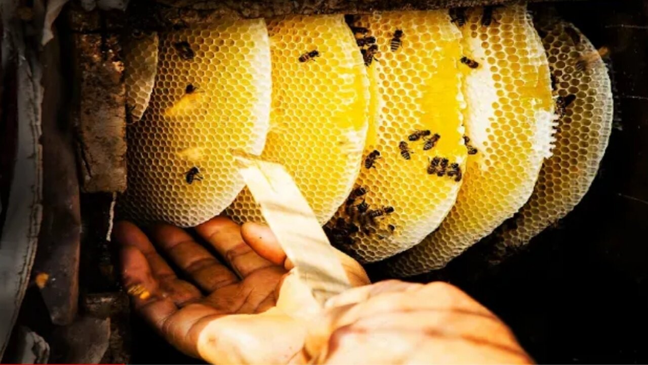 Harvesting Honey Beehive - Beekeeping: Honey Farming (uncapping, extraction and filtration)