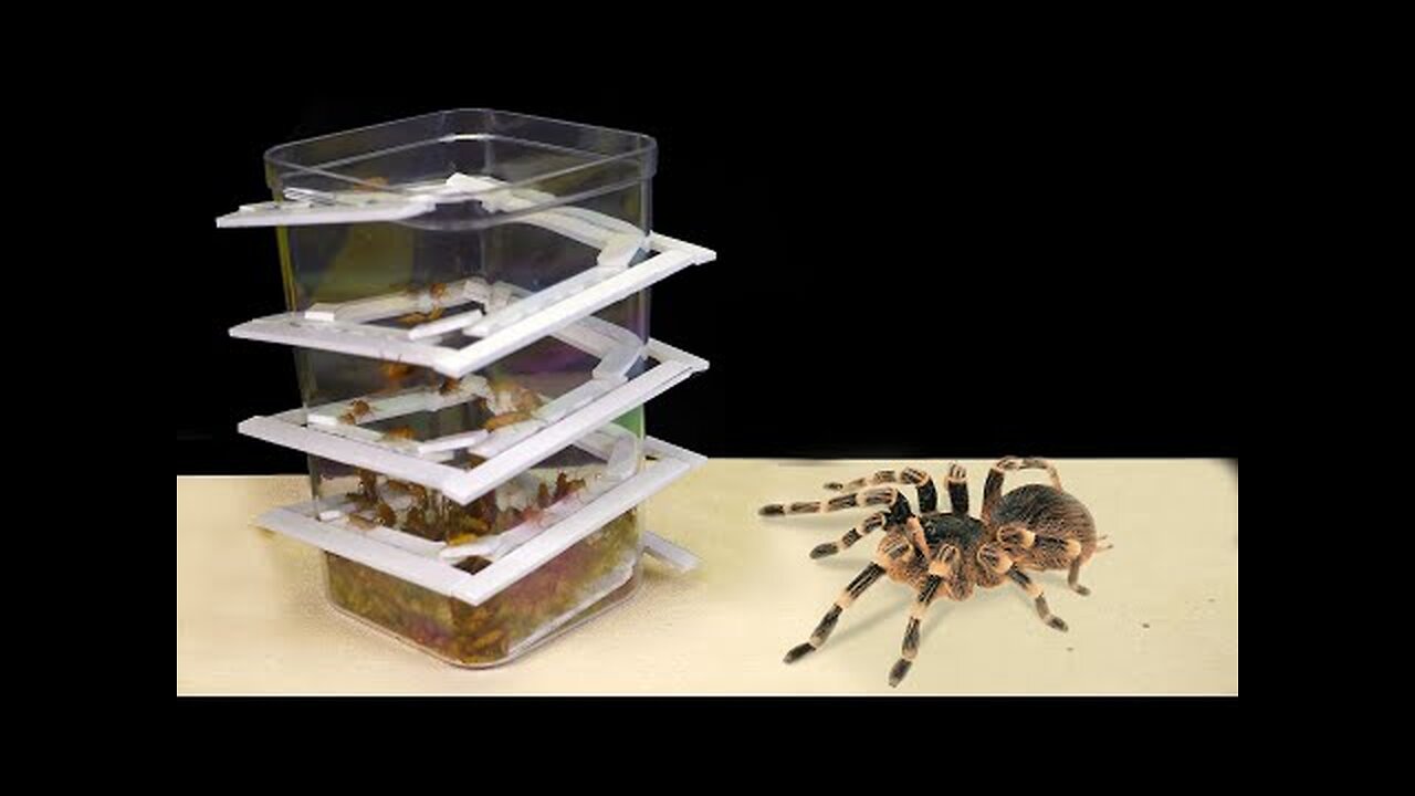 CAN 1000 COCKROACHES GET OUT OF THE TRAP FOR SPIDER _