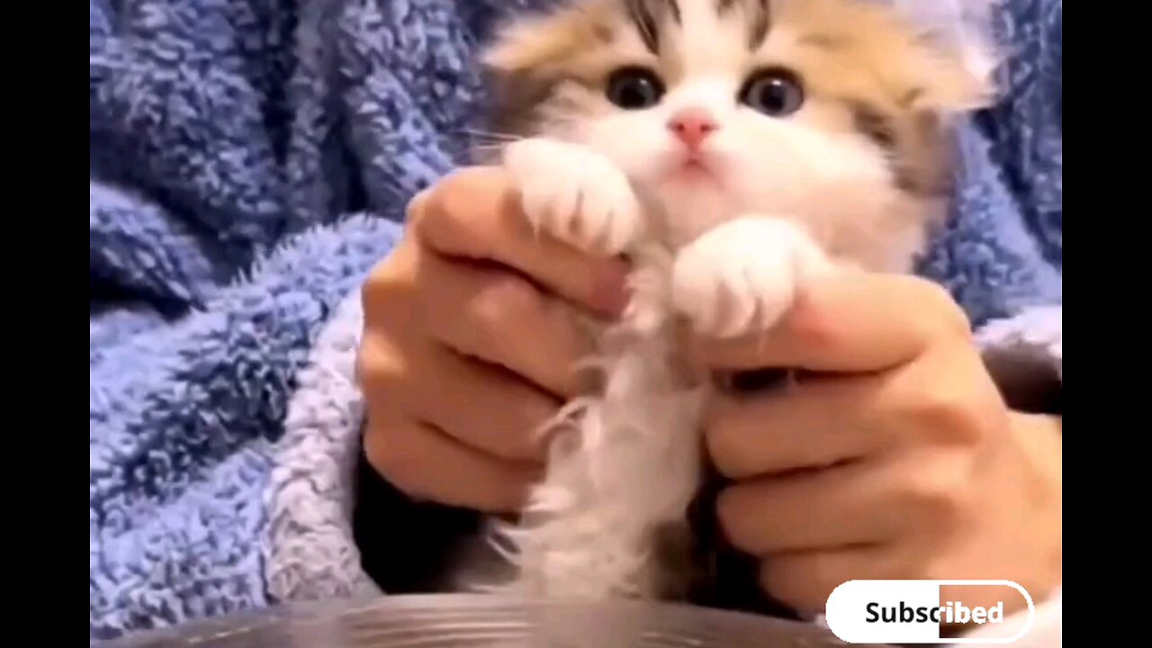 Adorable cute kittens😻trending video