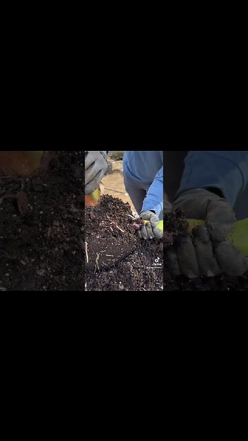 How To Propagate Banana Trees At Home! Super Dwarf Cavendish Mini Bananas!