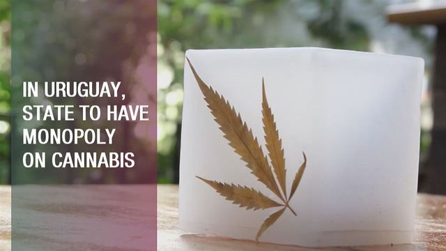 New cannabis law in Uruguay shows the way forwards