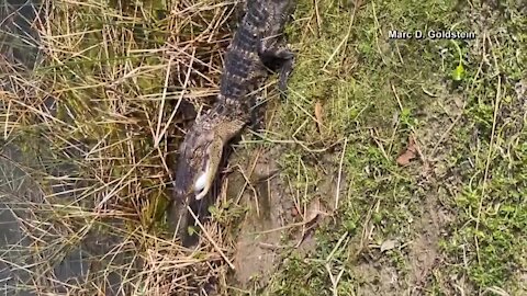 Alligator grabs golf ball and swims away at Florida golf club