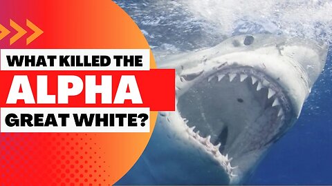 What Ate the Alpha Great White Shark?