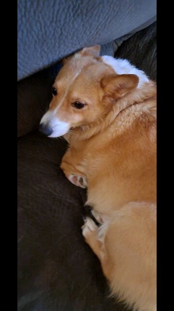 A corgi named stewie.