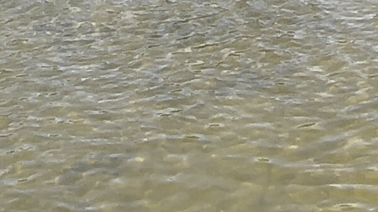 Minnows feeding frenzy