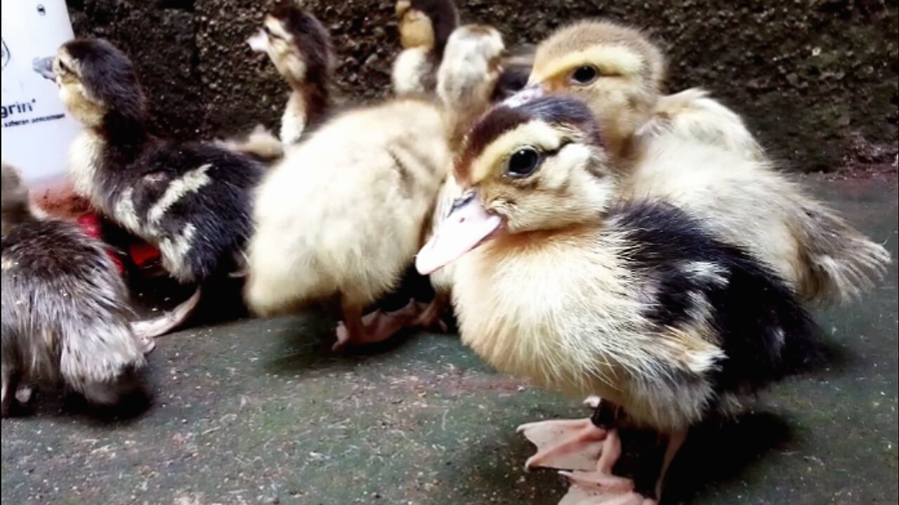 Baby Muscovy Ducks take a Lunch