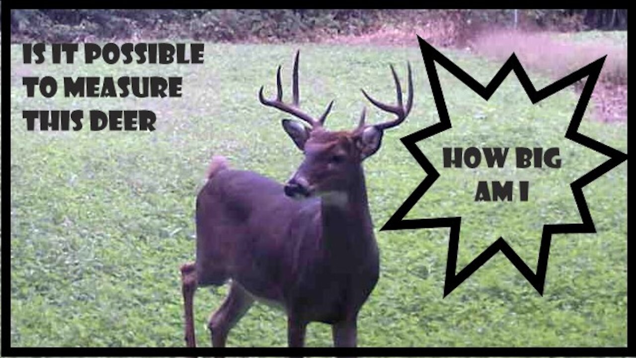 How to - Measure a deer