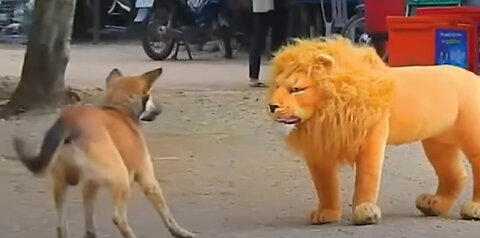 Troll Prank Dog Funny & fake Lion and Fake Tiger Prank To dog