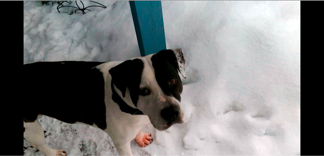 Jake and Moe (Pitbulls) Snow Day Sparta N.J. Feb 22, 2021