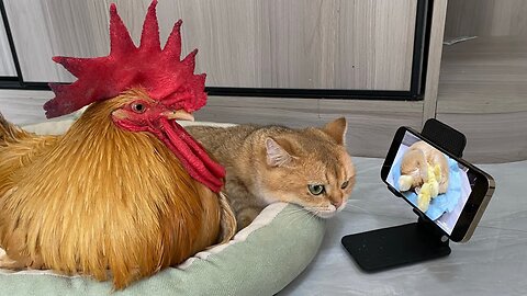 Cute Kitten & Roster Watching Funny Cat Video 2024