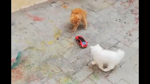 Cats play with car