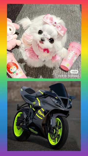 #chooselisaorlena#lisaorlena#lisaandlena#lisalena#short#viral#vs#animal