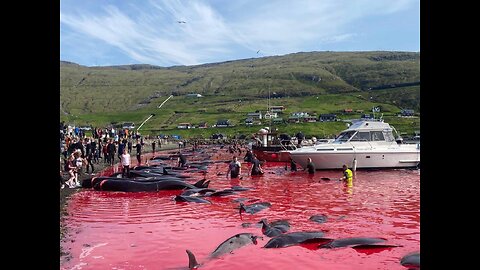 WTF !!! Over 500 Dolphins SLAUGHTERED in DANISH FAROE ISLANDS !!!
