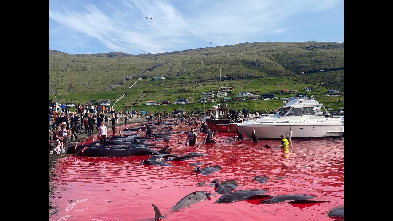 WTF !!! Over 500 Dolphins SLAUGHTERED in DANISH FAROE ISLANDS !!!