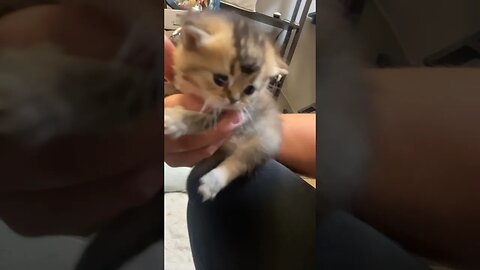 😻Tiniest Kitten Loves❤️🐾