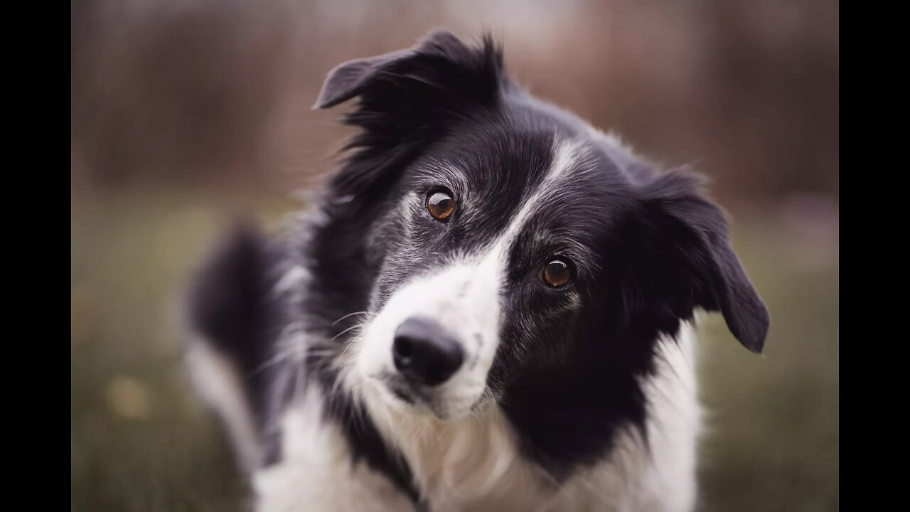 Adorable Bernese puppy can't resist the sprinkler