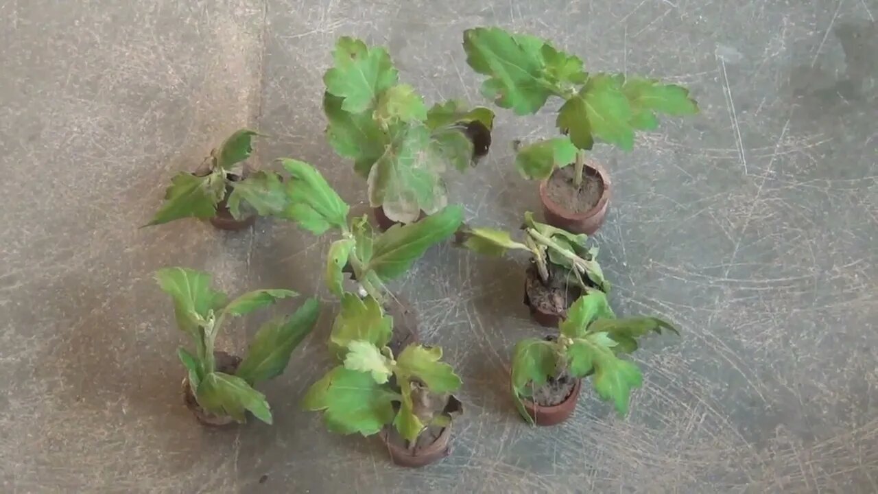 Grow Chrysanthemum in 4 Inch Pot