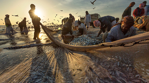 Fishermen Catch Thousands Of Sardines During Migration