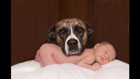 Funny Dogs meet Baby: Try not to Laugh