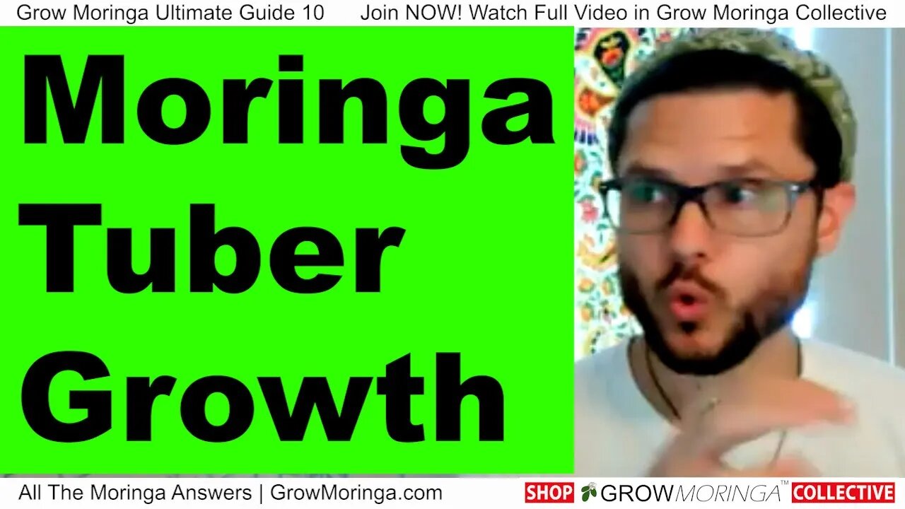 Grow Moringa Tubers for Fast Growth on Intensive Style Raised Beds 6” Apart for Microgreens