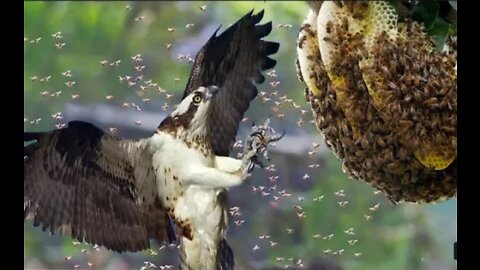 Honey buzzard feasts on the whole honeycomb.