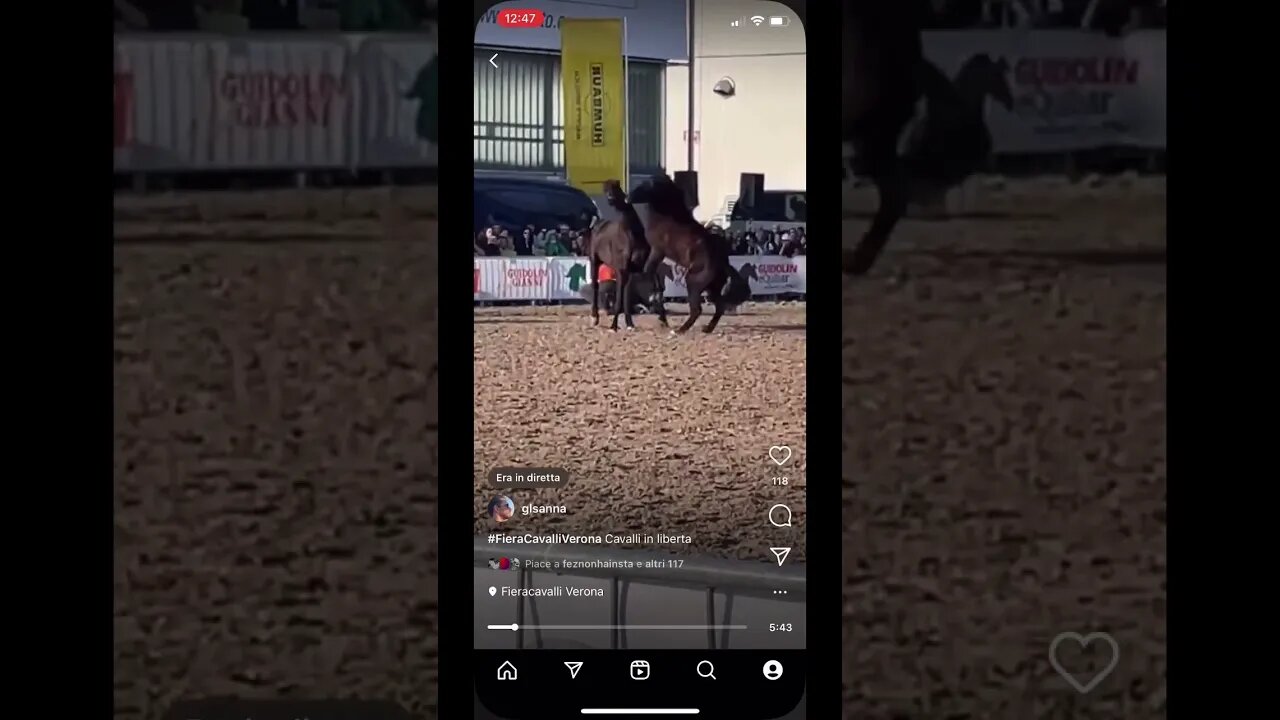 Free Horses playing Fiera Cavalli Verona 2022