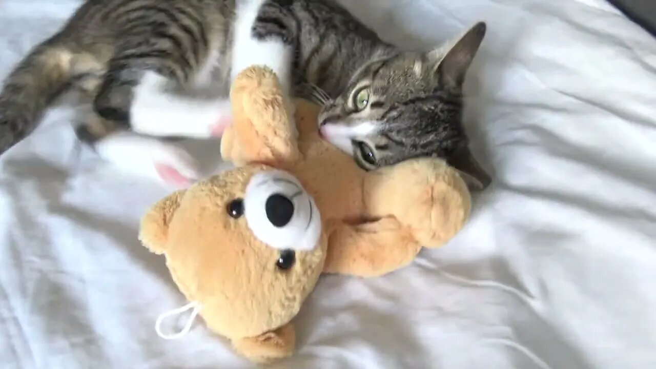 Kitten Grooms and Bites a Toy Bear